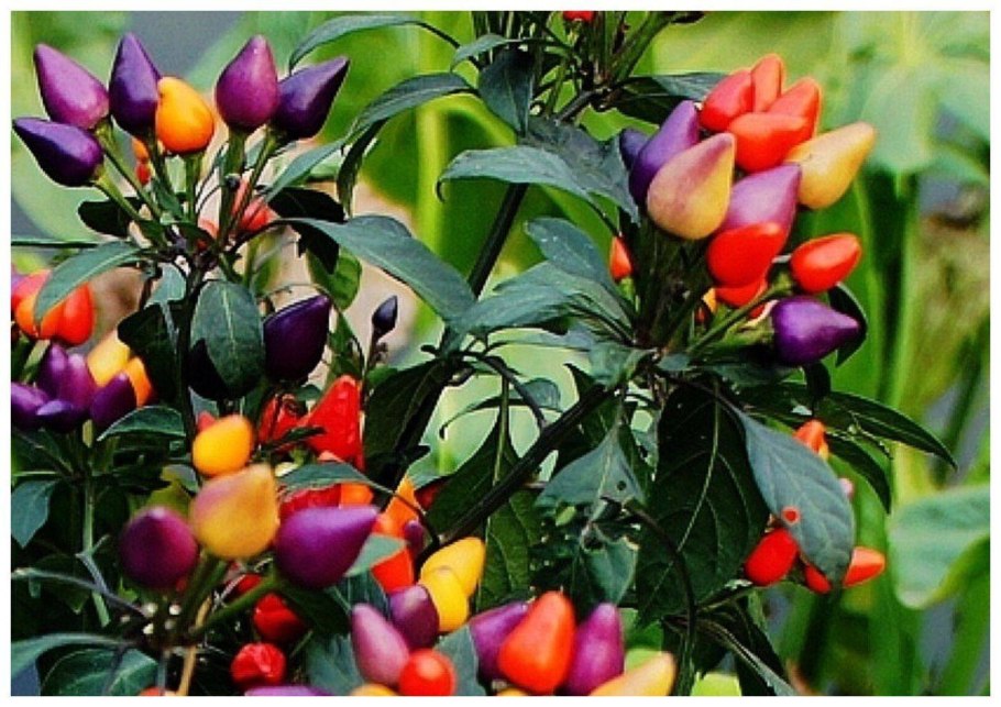 Перец комнатный Сириус