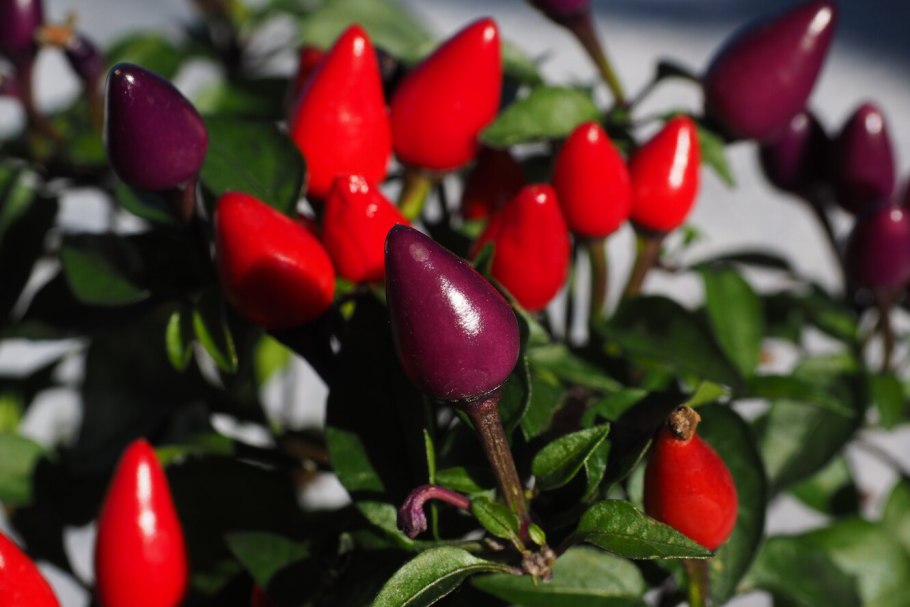 Декоративный перец Чили