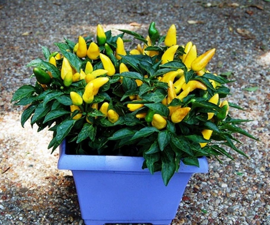 Перец декоративный Филиус Блю