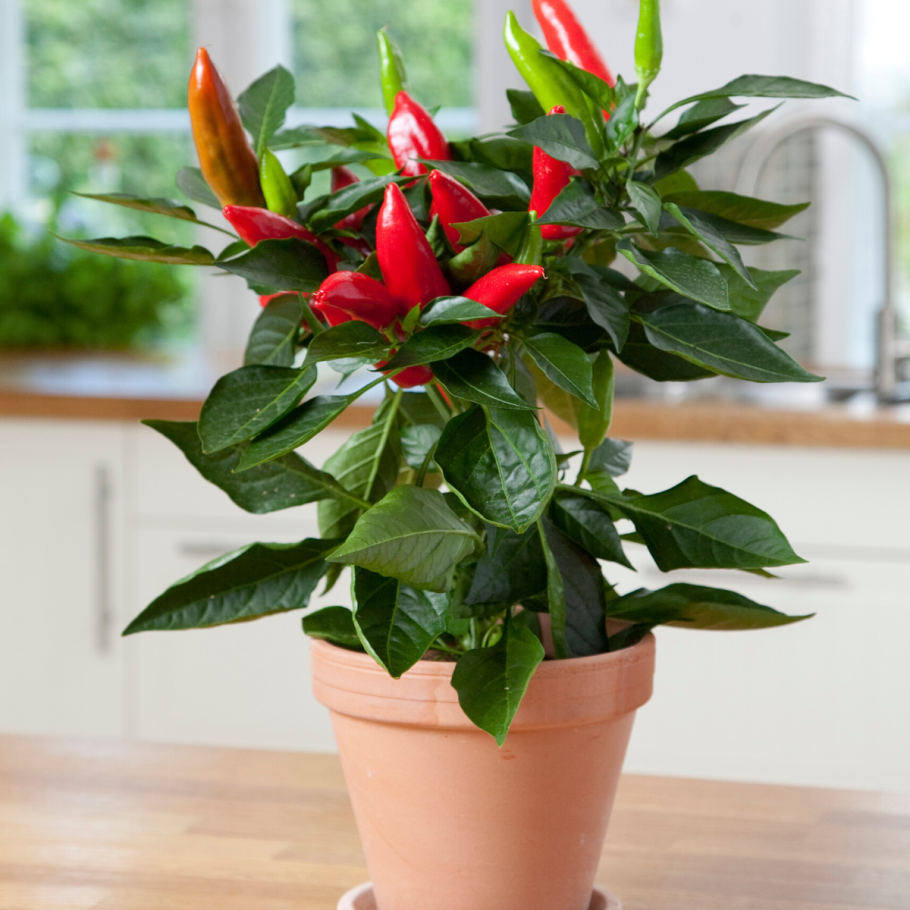 Перец острый огонёк комнатный