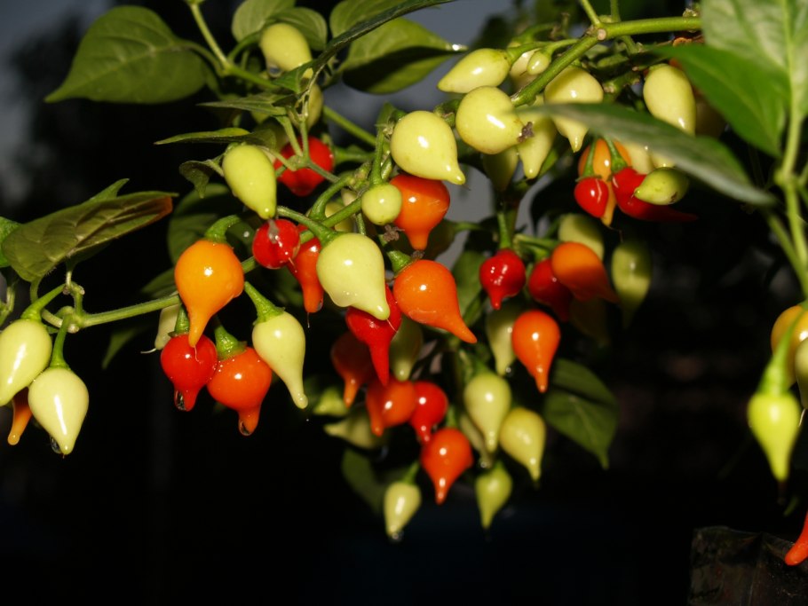 Капсикум Сомбреро