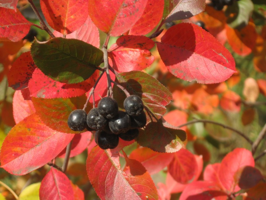 Арония черноплодная (Aronia melanocarpa)