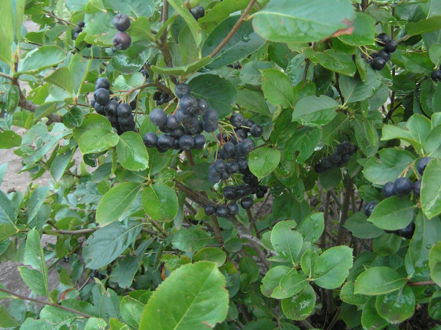 Черноплодная рябина кустарник