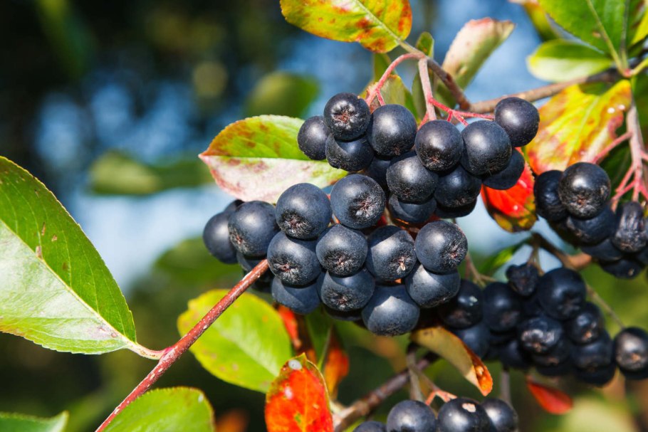 Арония Aronia melanocarpa