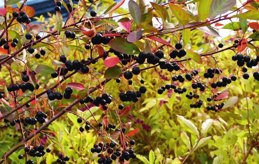 Арония черноплодная Aronia melanocarpa куст