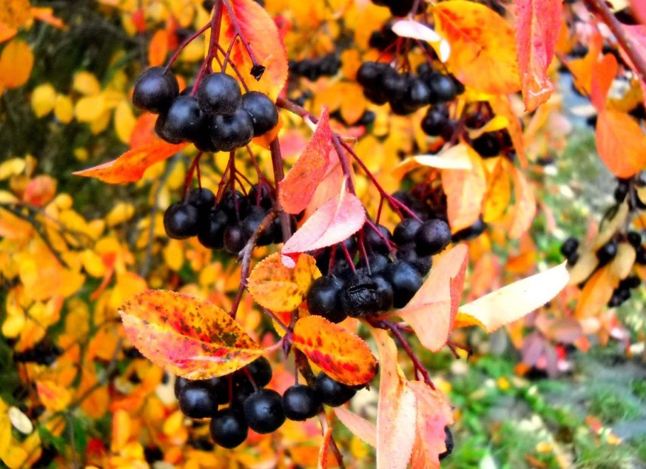 Рябина черноплодная (Aronia melanocarpa)