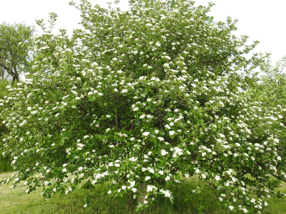 Арония черноплодная (Aronia melanocarpa)
