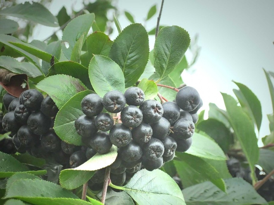 Арония черноплодная (Aronia melanocarpa)