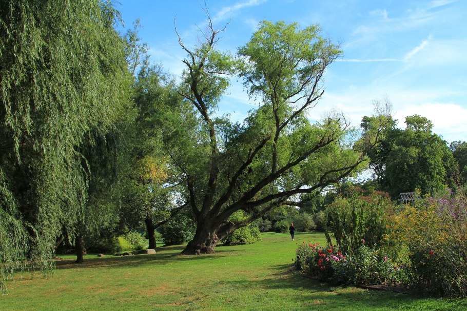 Лосиноостровский парк деревья кусты травы
