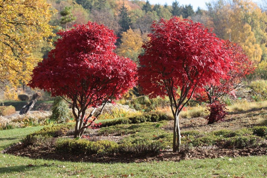 Acer palmatum Atropurpureum