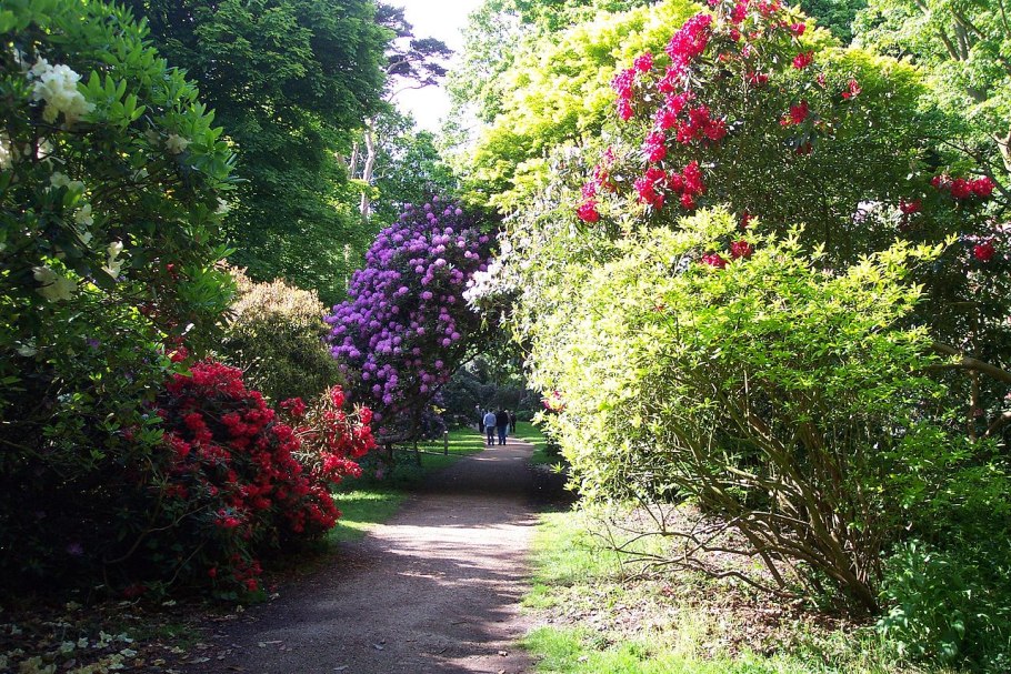 Парк Бельвиль кустарники