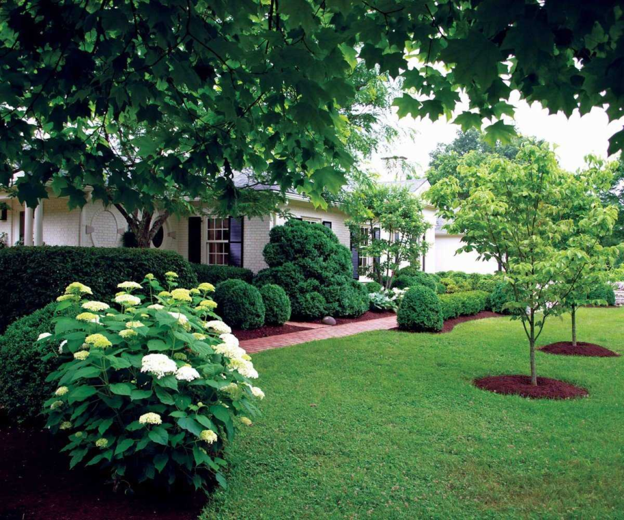 Газонный Солитер