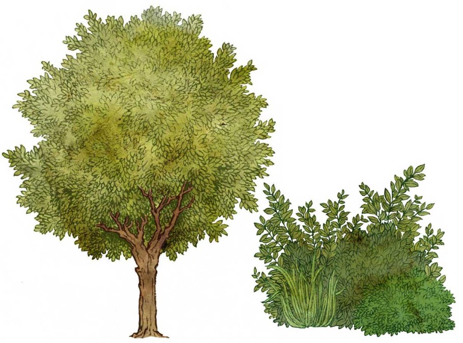 Деревья и кустарники