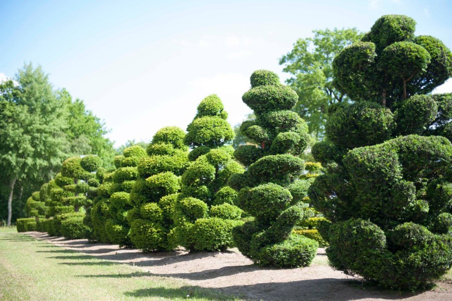 Озеленение деревья