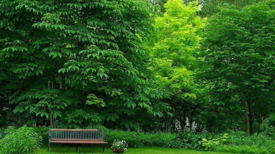 Кусты в парке