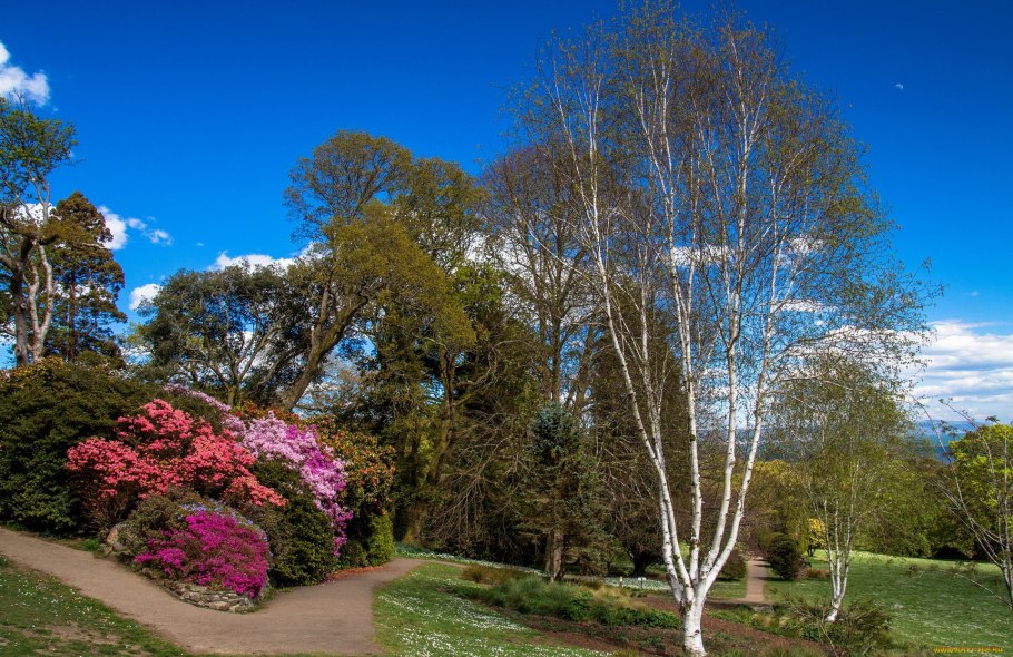 Растения деревья