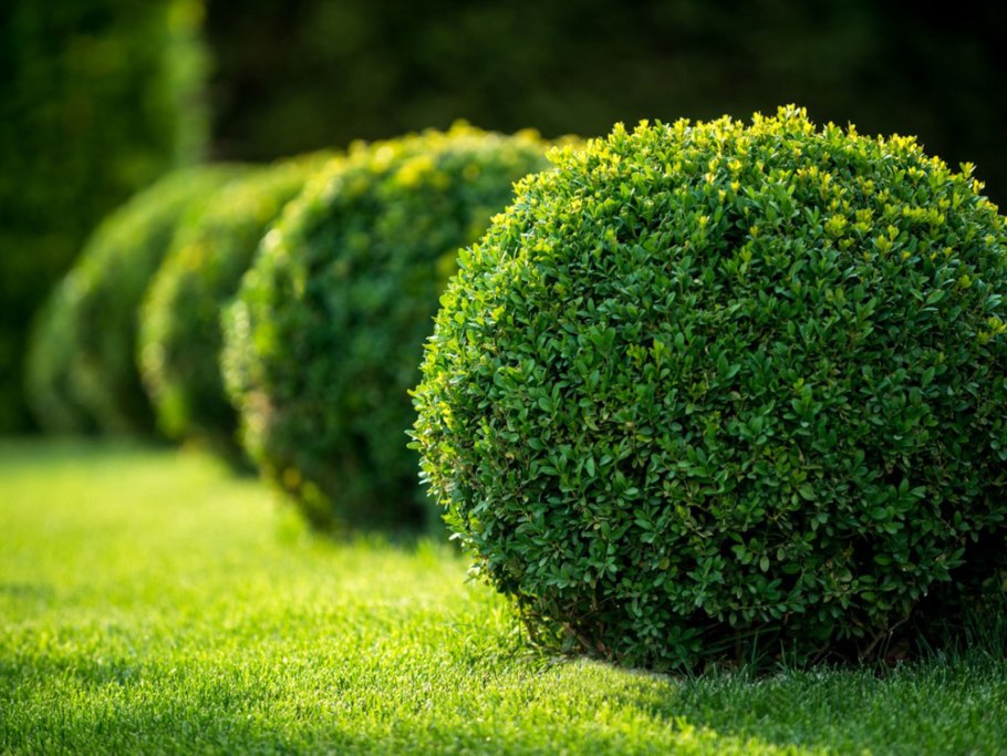Самшит вечнозеленый Buxus sempervirens