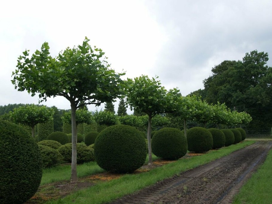 Клен Глобозум изгородь