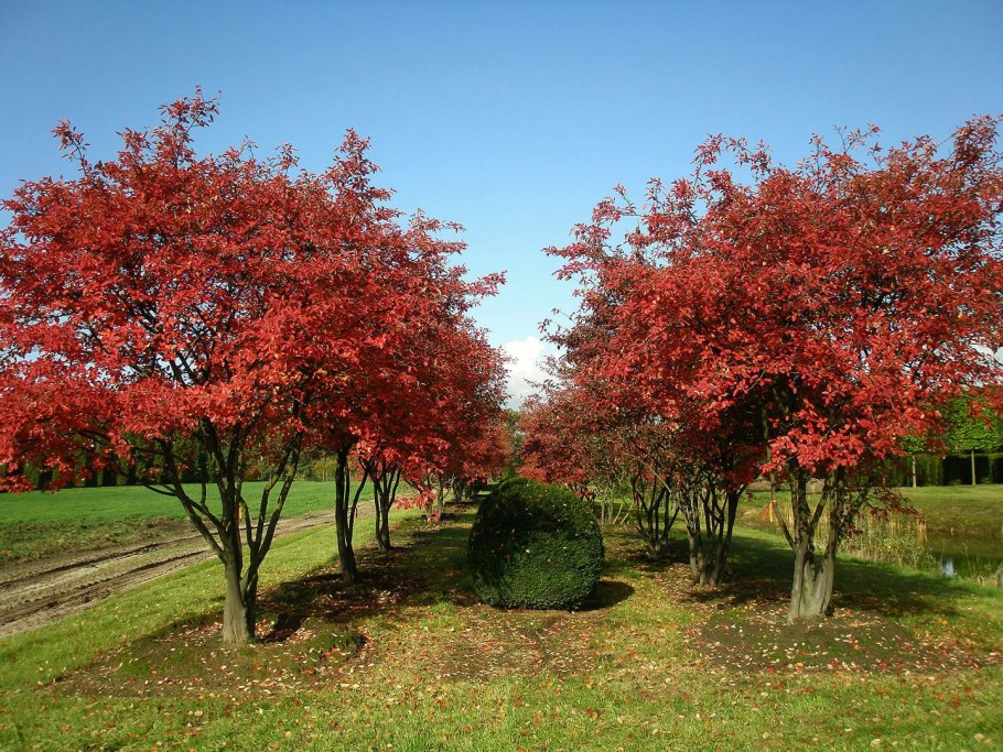 Ирга Ламарка