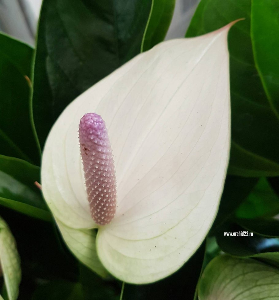 Антуриум Алексия Вайолет