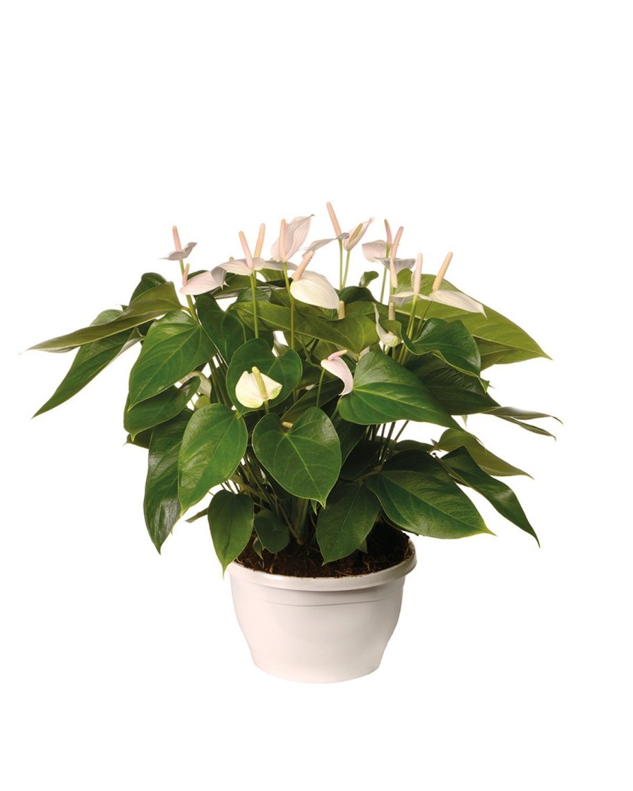 Антуриум Alexia Snow