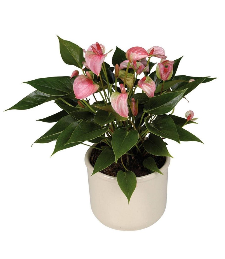 Антуриум Адиос Элеганс