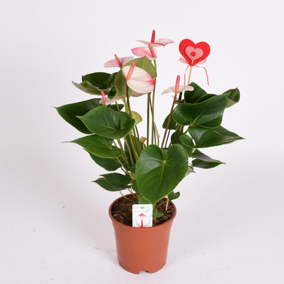 Антуриум Амалия