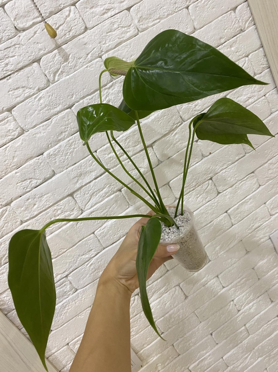 Антуриум Алексия мозаик фото