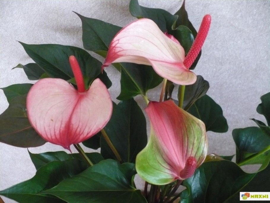 Мужское счастье цветок купить