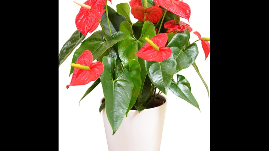 Антуриум Шелл коралл