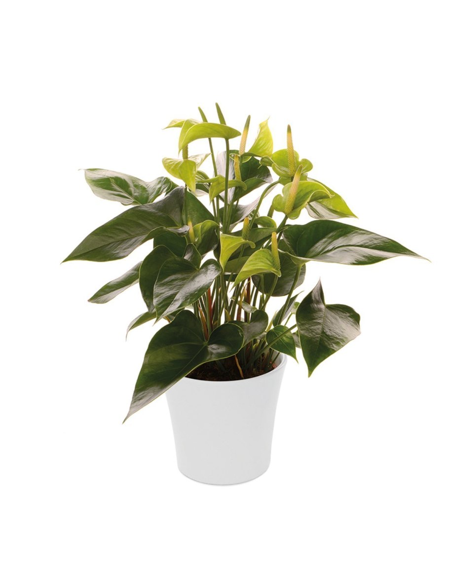 Антуриум Алексия Жаде