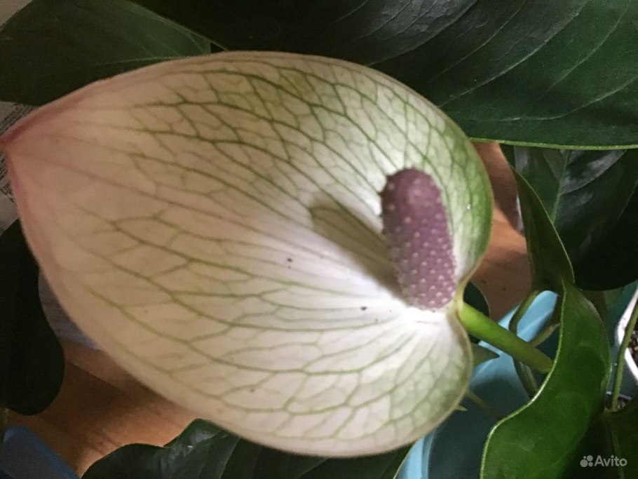 Антуриум принцесса Алексия мозаик