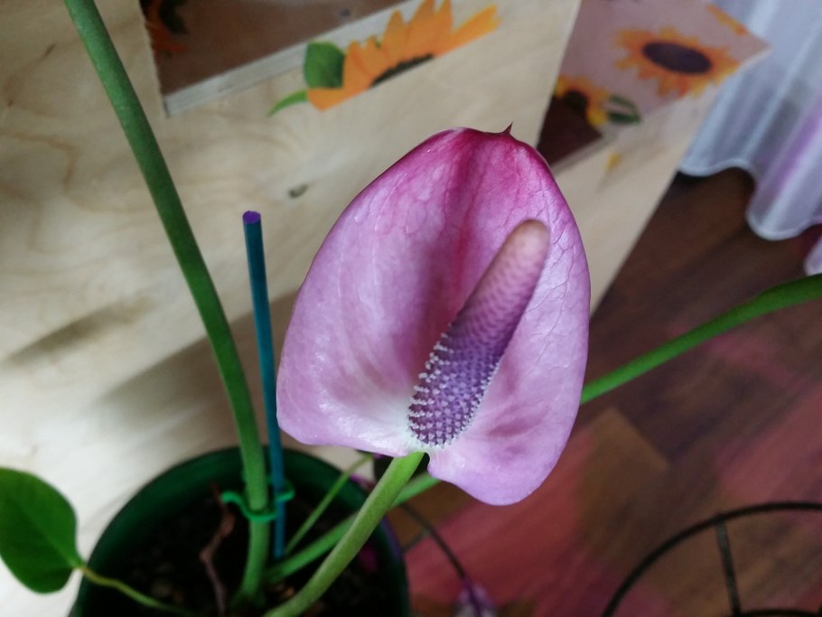 Фаленопсис и Антуриум