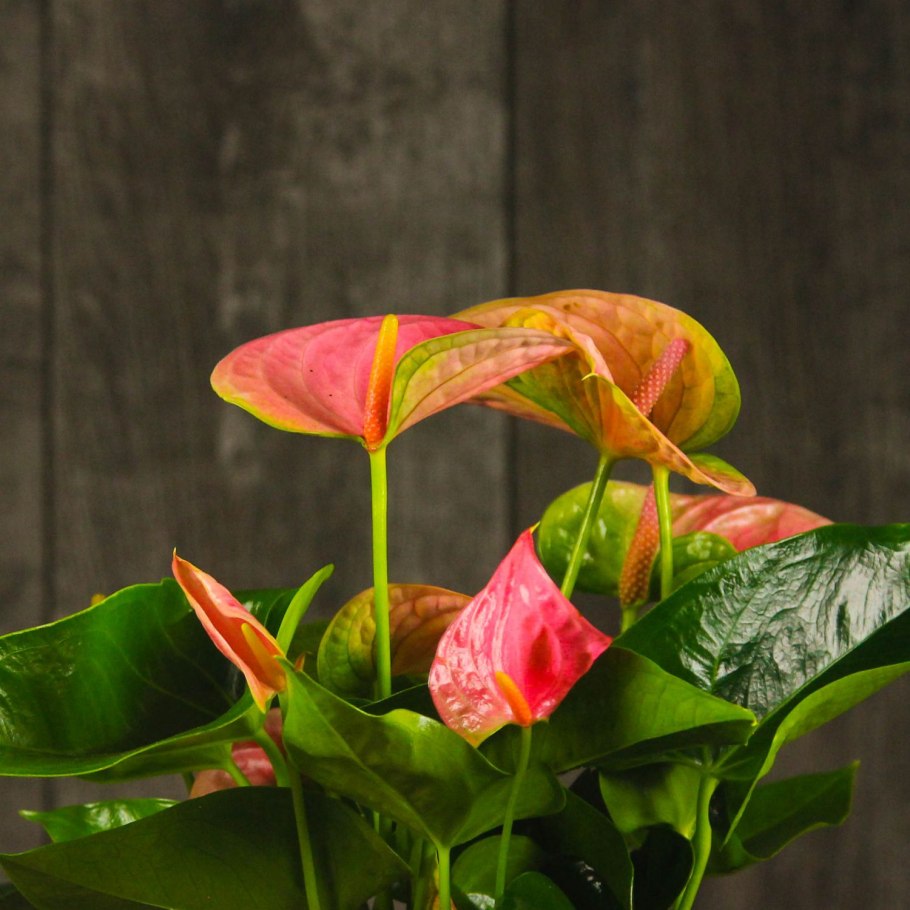 Антуриум желтый Пикассо