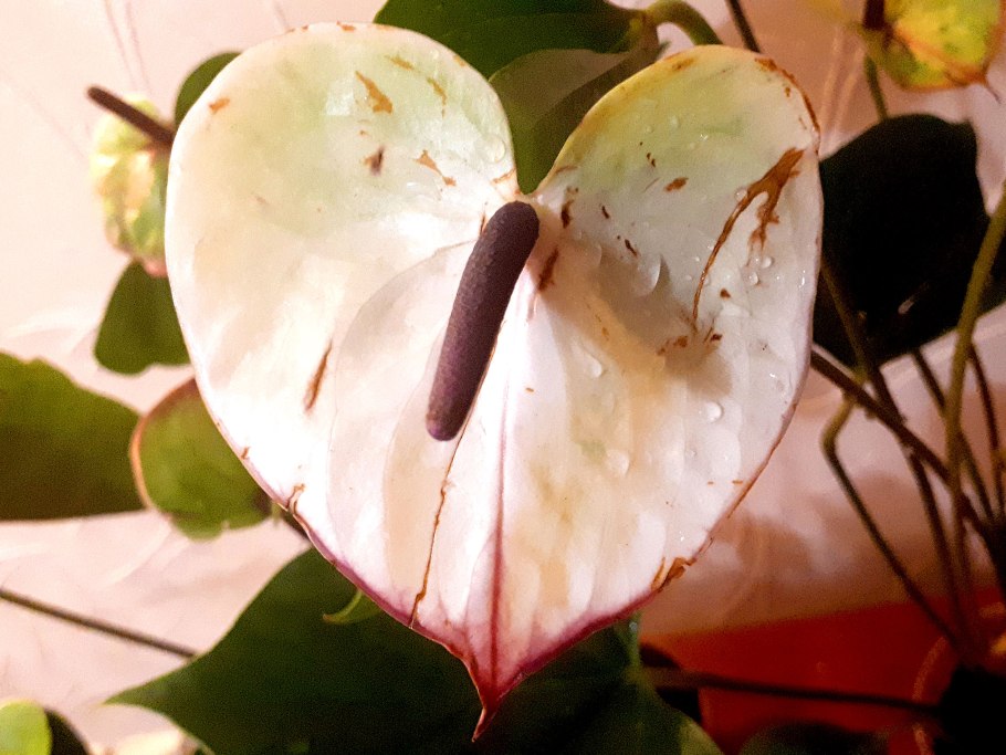 Антуриум Алексия Жаде