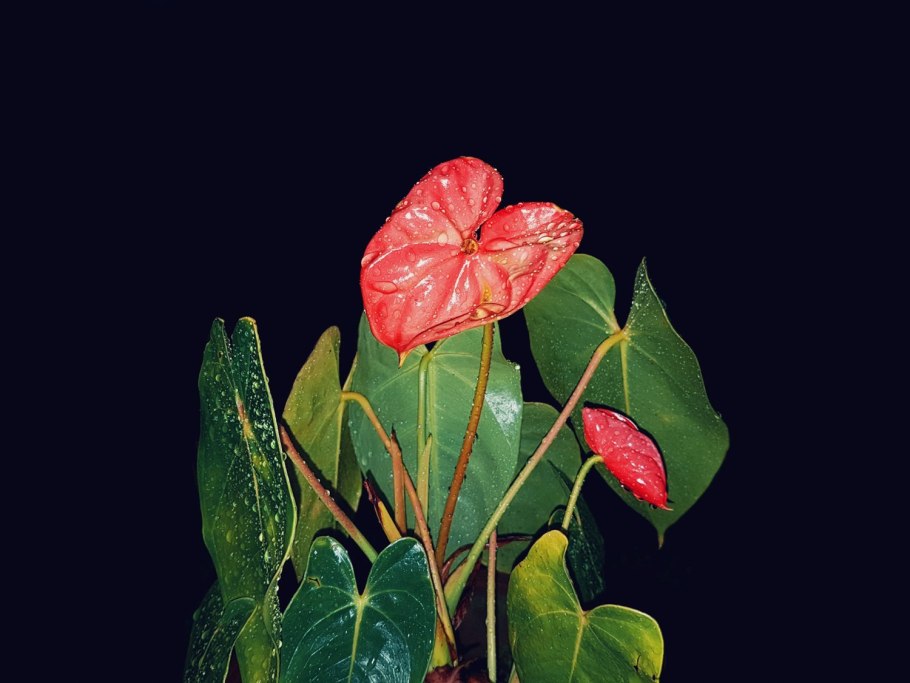 Антуриум forgetii