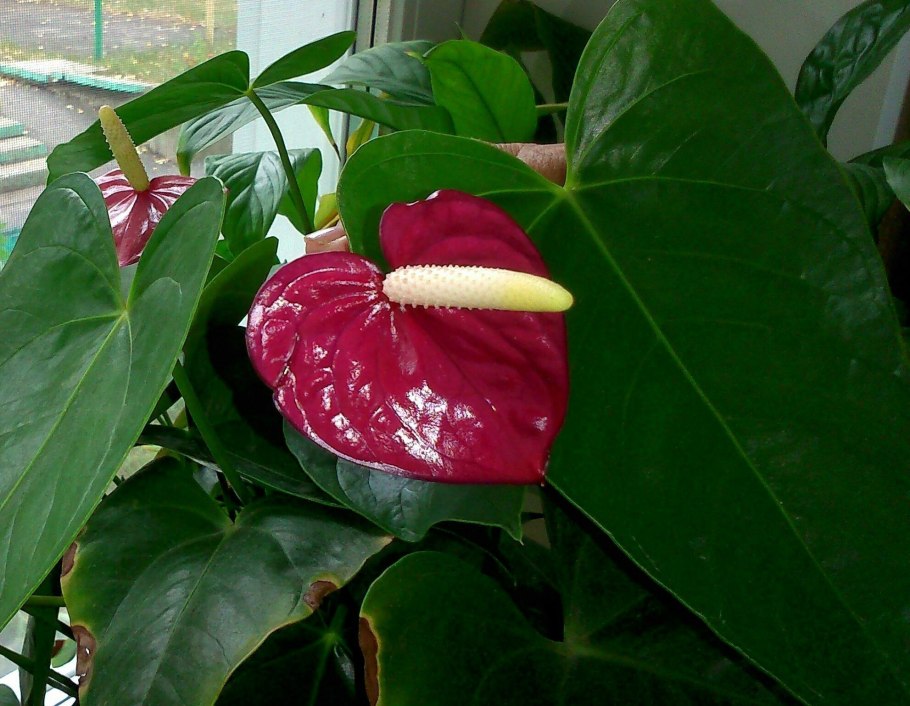 Алоказия папиллиламинум