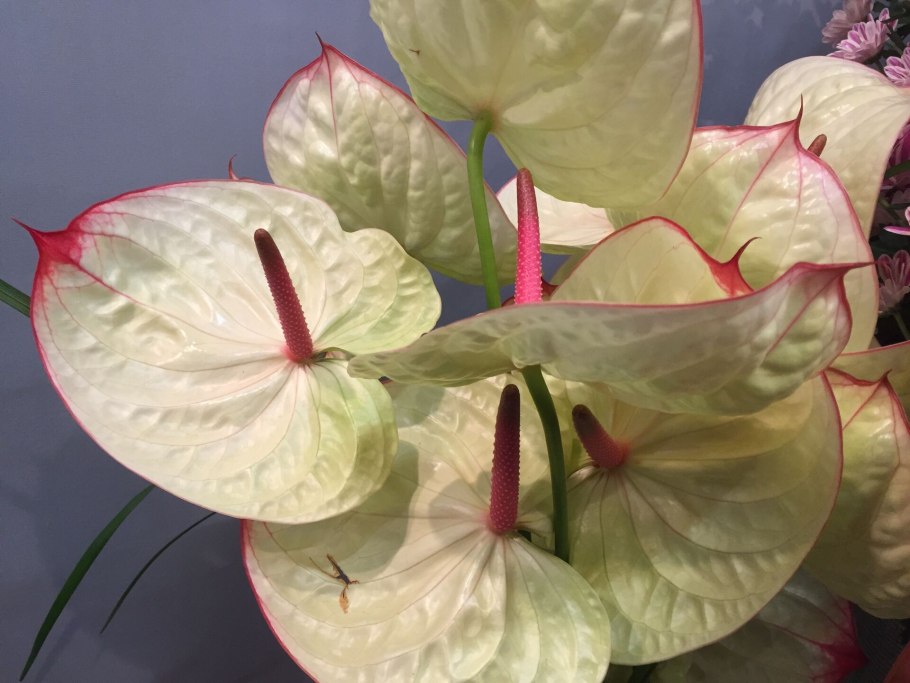 Антуриум белый женское счастье