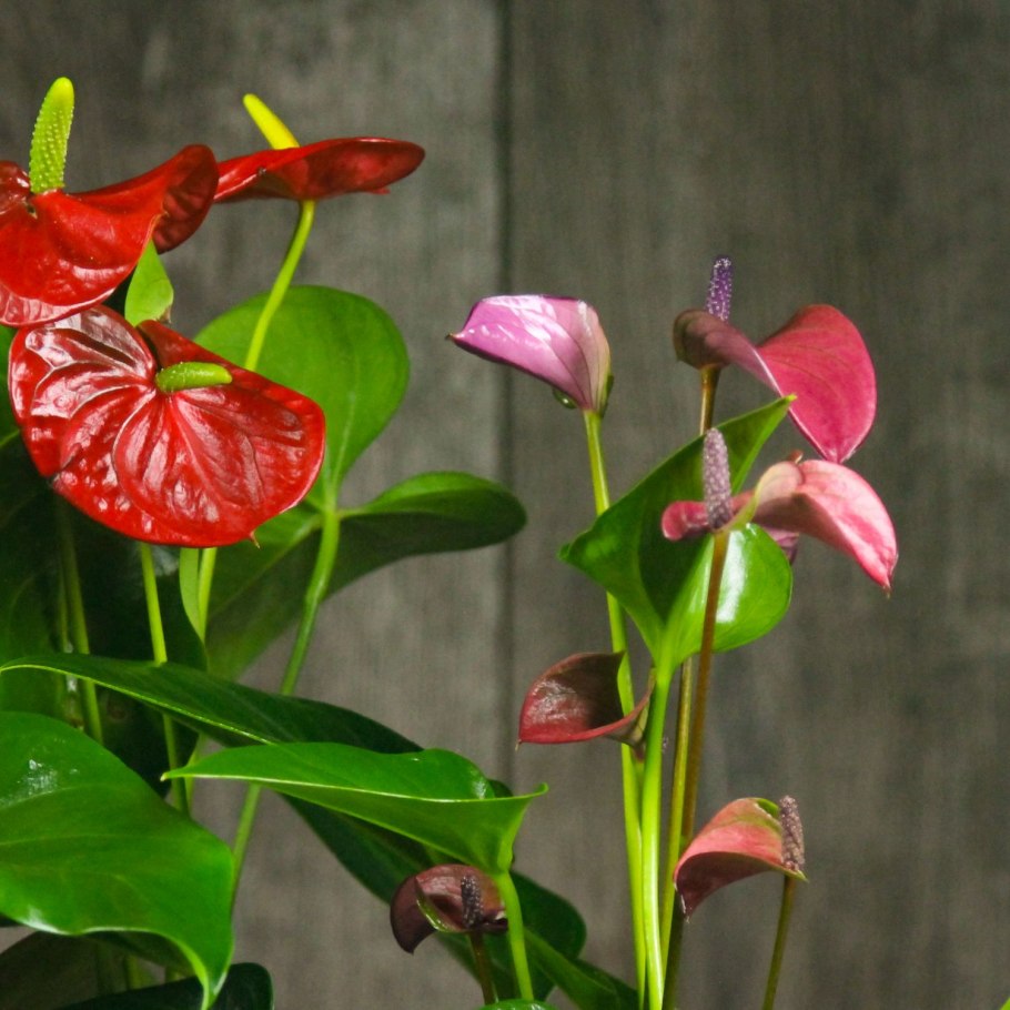 Антуриум Alexia White