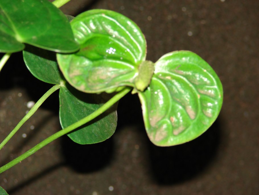 Антуриум Андре фиолетовый