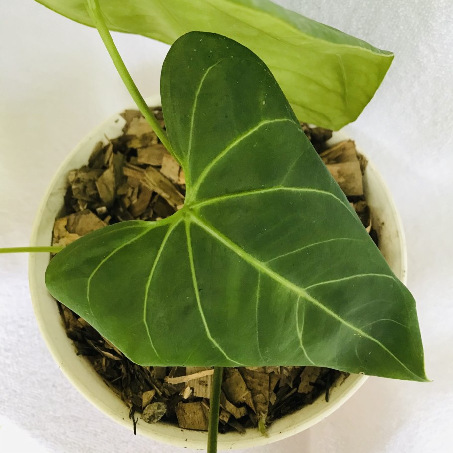 Антуриум андрианум