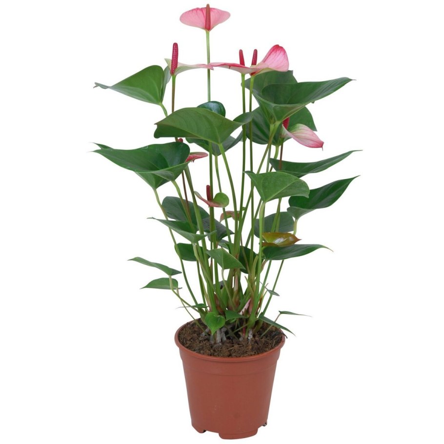 Антуриум Амалия Элеганс