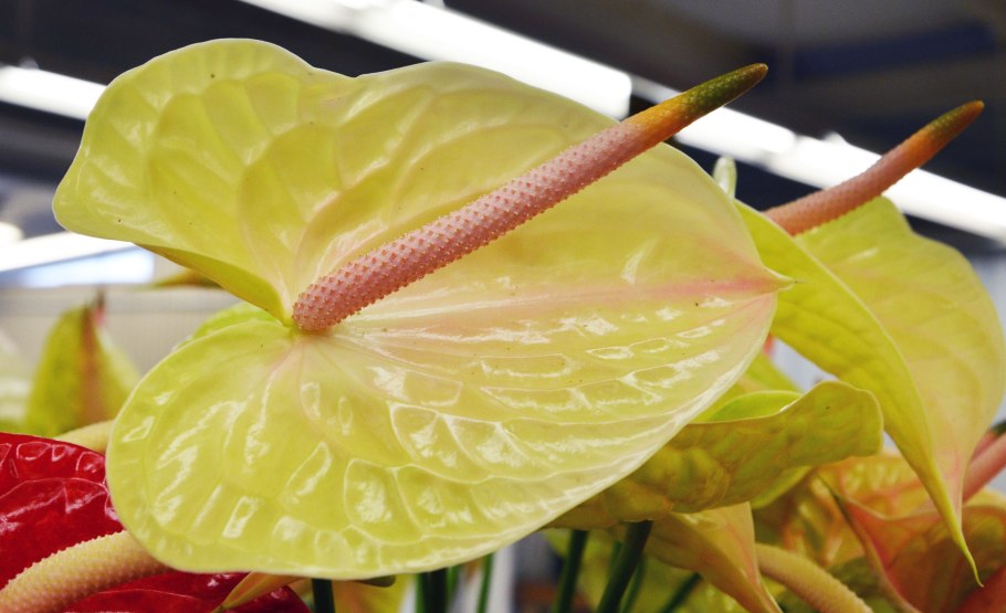 Антуриум Магнификум