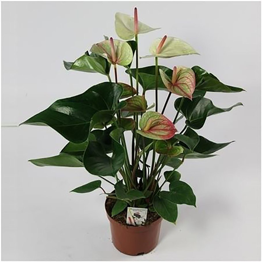 Антуриум мозаик Квин