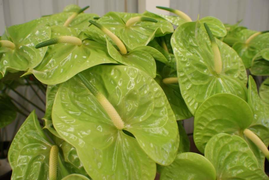 Текстура из листьев антуриума