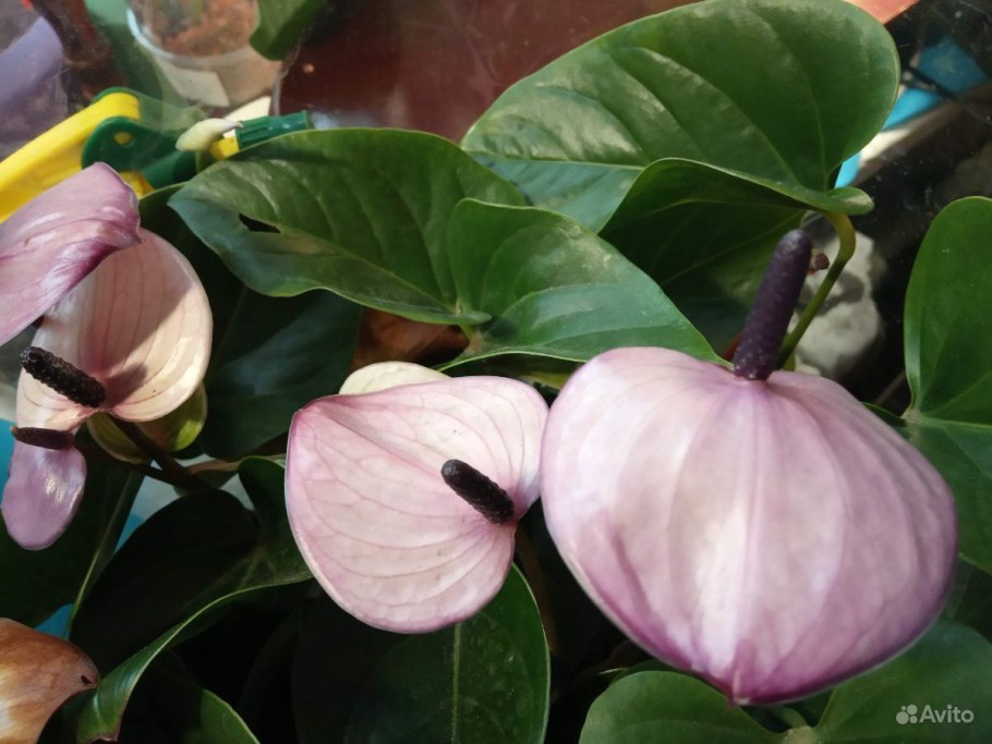 Антуриум Андре (Anthúrium andraéanum