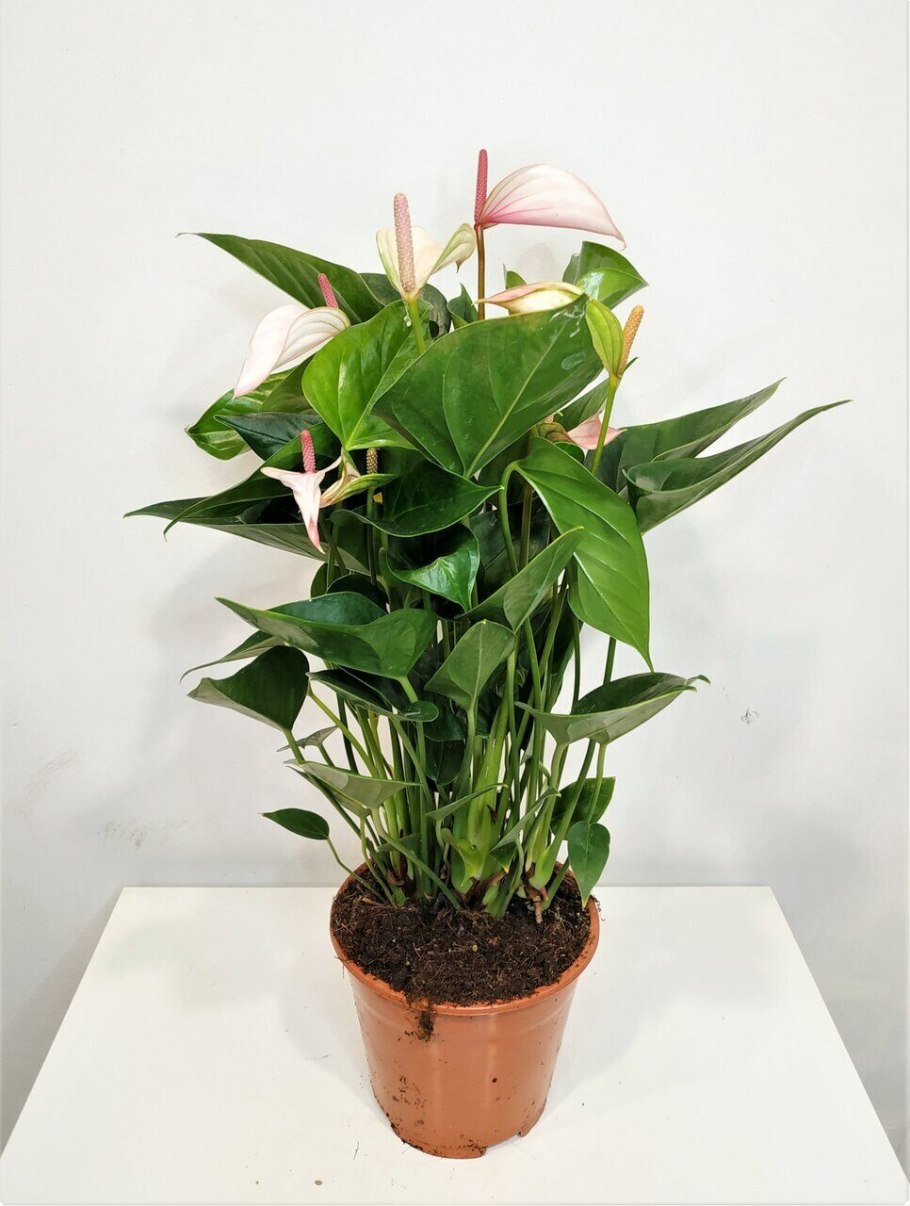 Антуриум Алексия Жаде