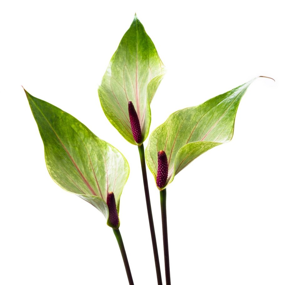 Антуриум принцесса Джед