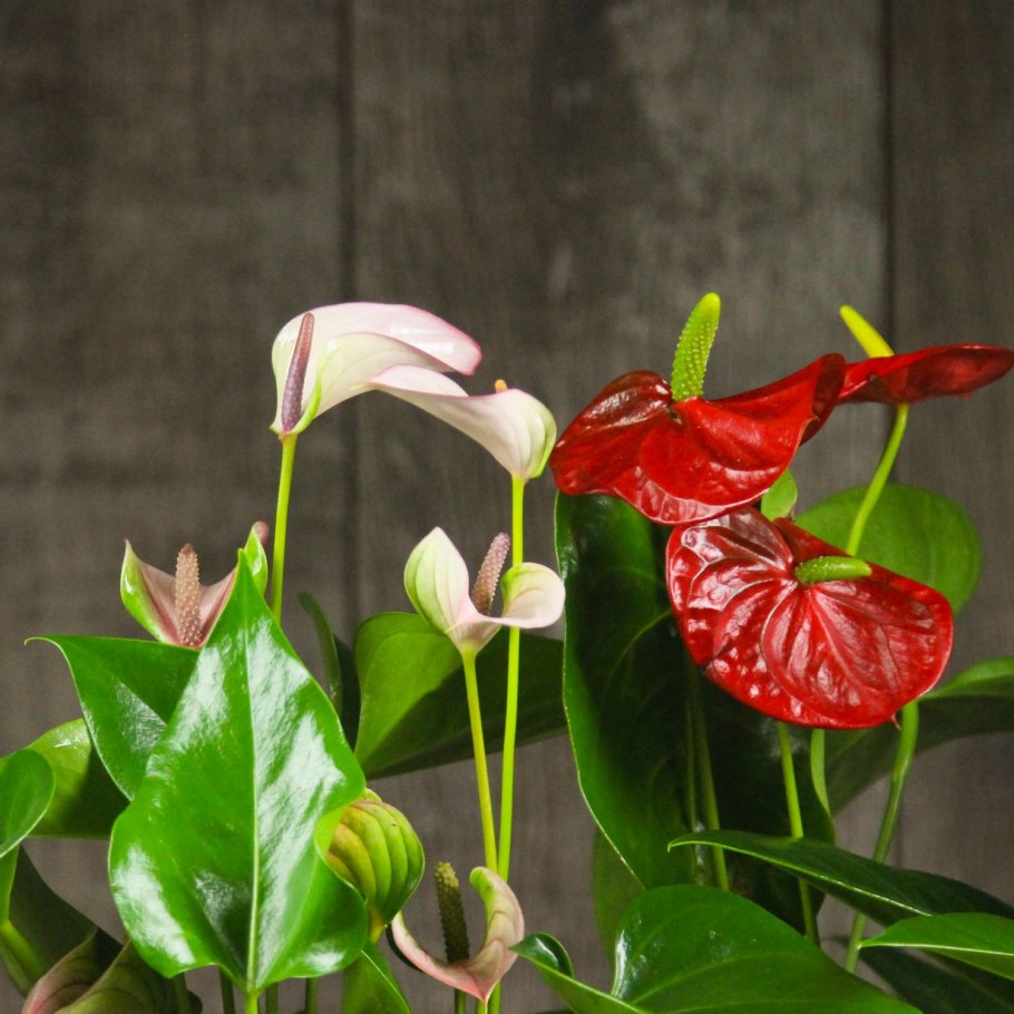 Антуриум принцесса Алексия