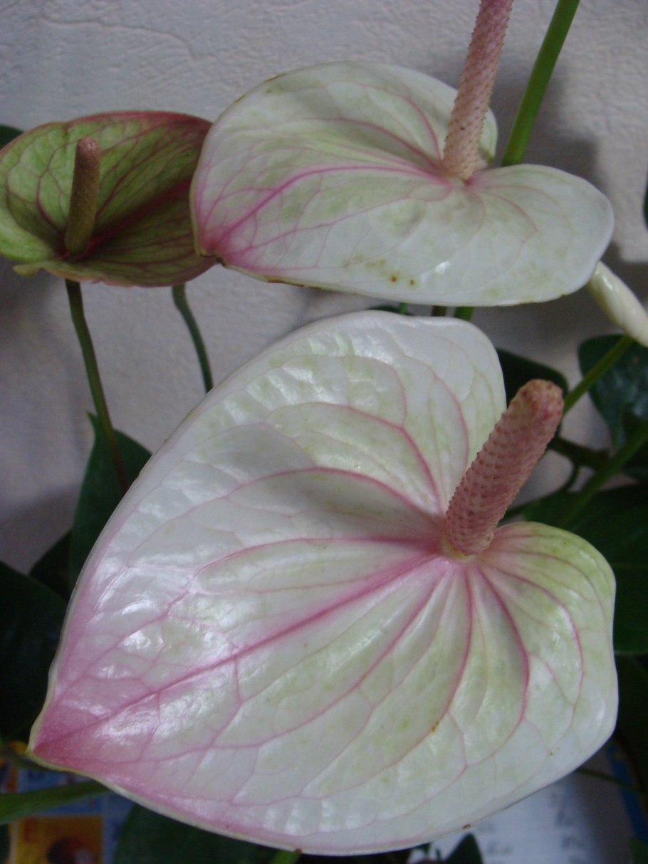 Антуриум mozaiek Fantasy